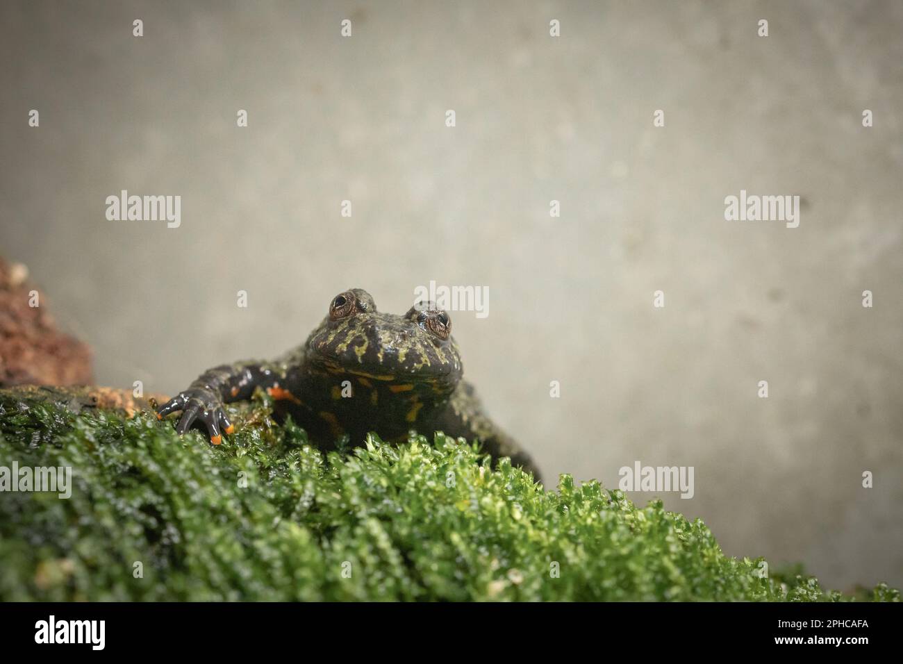 A fire bellied toad (Bombina bombina) sits on the moss of its tank staring out Stock Photo