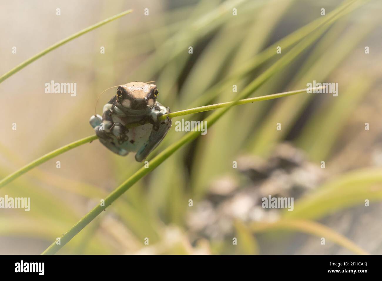 A newly emerged young amazon milk frog (Trachycephalus resinifictrix