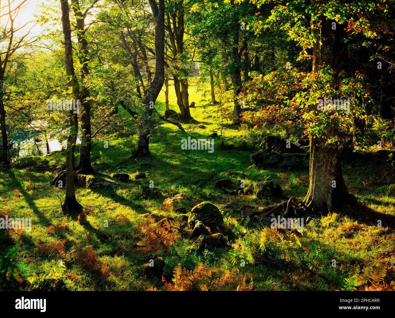 GB - WALES: Snowdonia National Forest Stock Photo