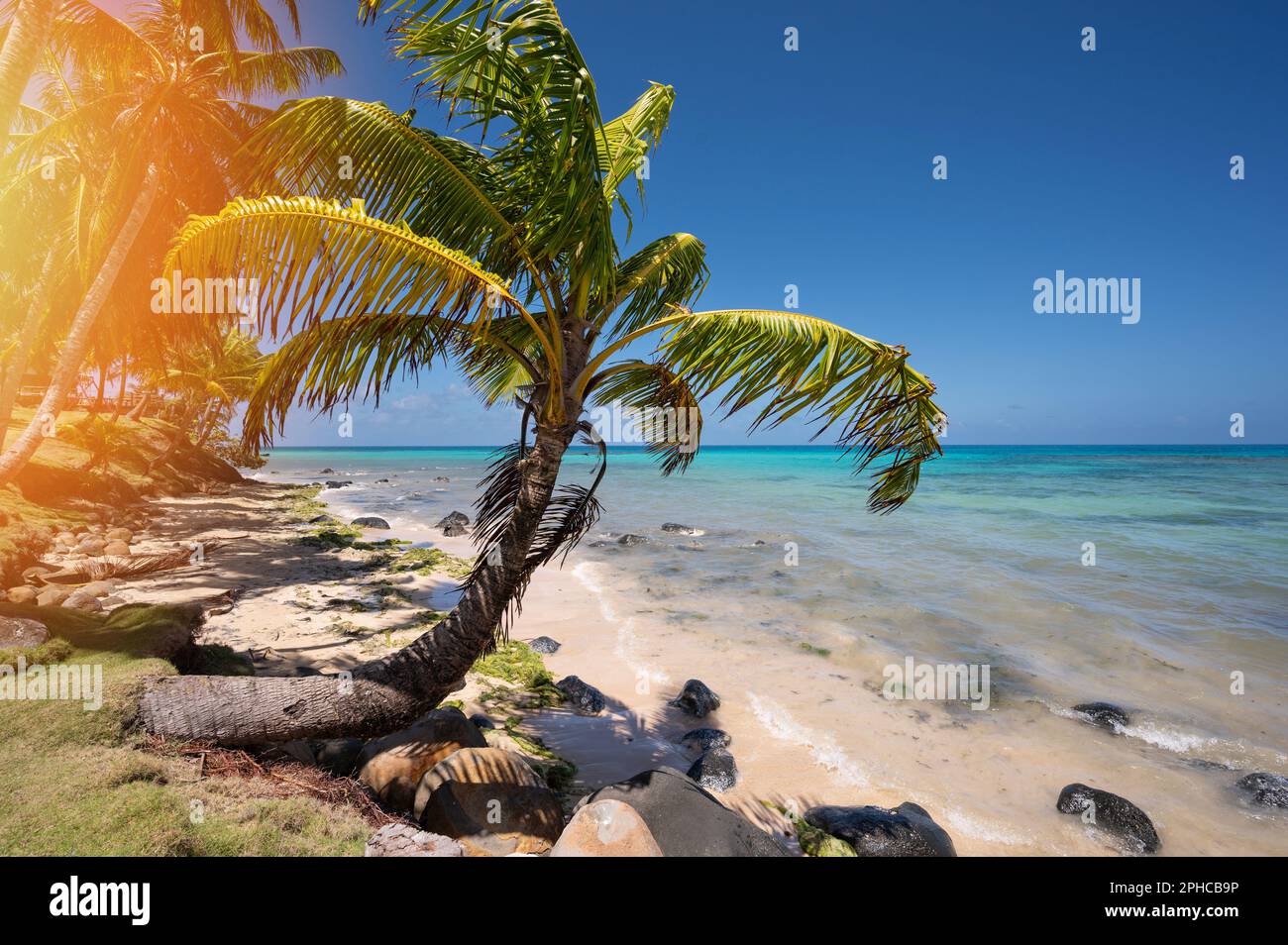 Tropic blue sea with palm tree on bright sunny day Stock Photo