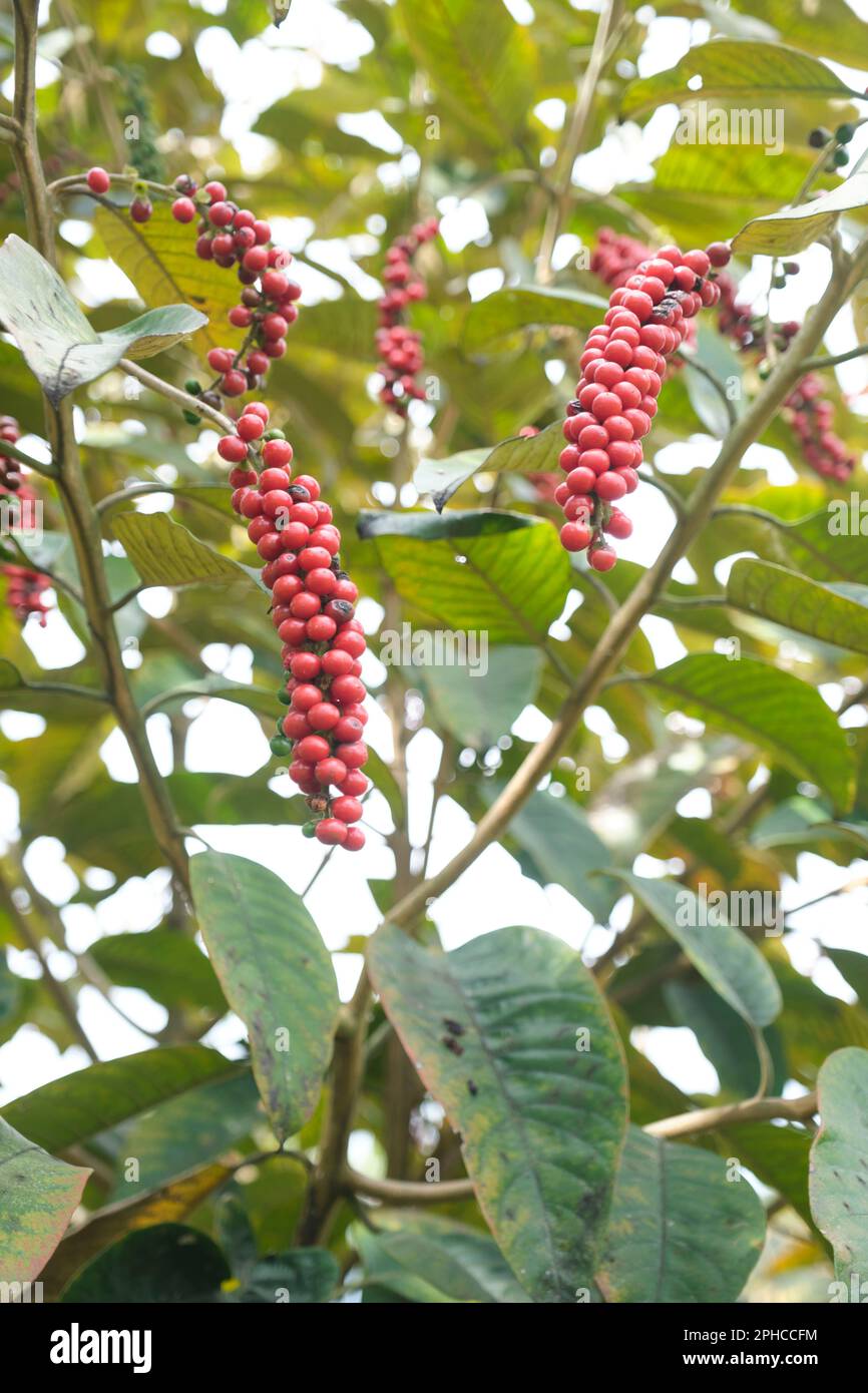 Bignay, Antidesma bunius, ripe fruit in a park in Sopo, Cundinamarca, Colombia. Stock Photo