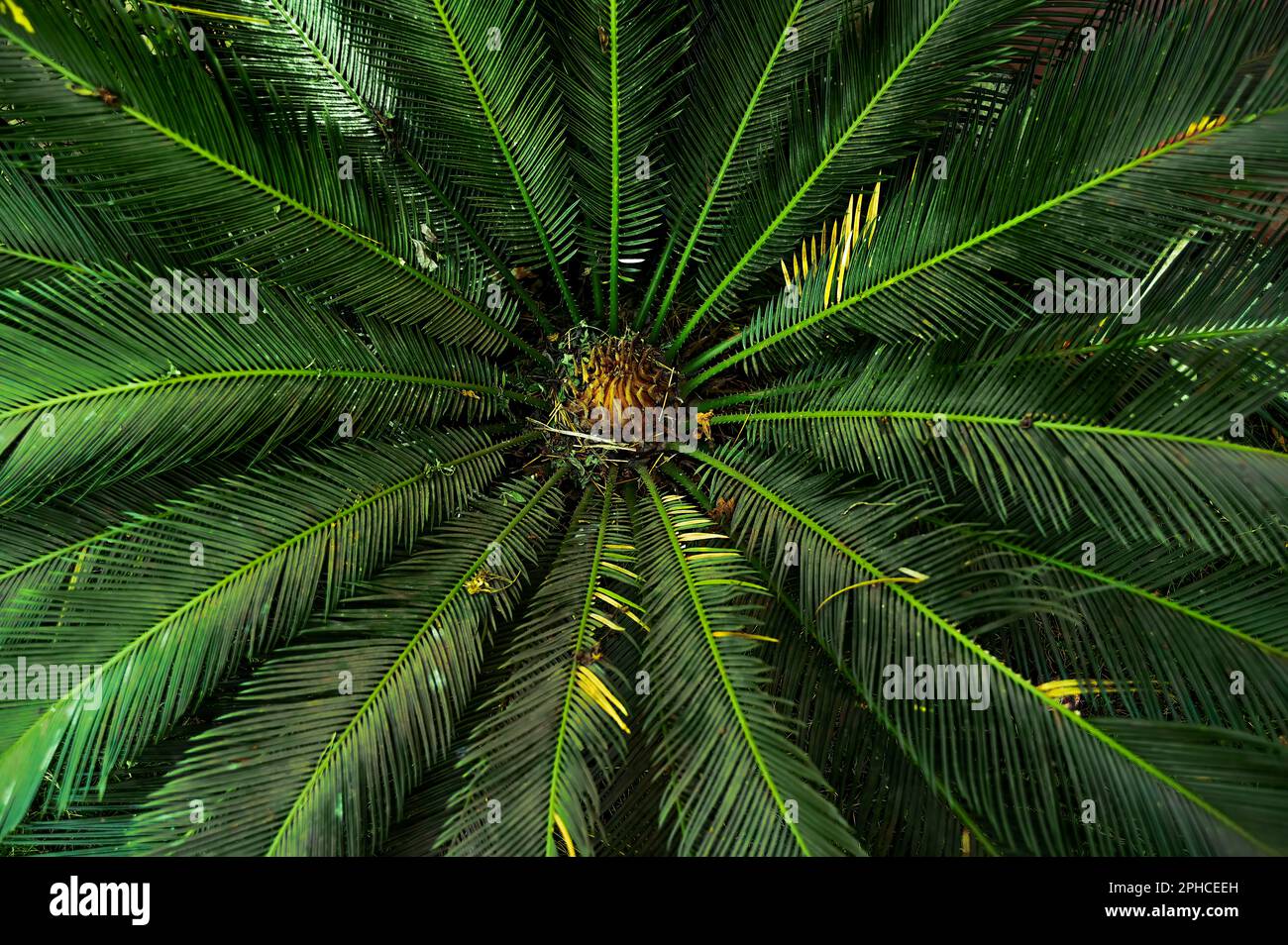 Cycas plant top angle view. Cycas plants are valued for their ornamental foliage and have been used in landscaping, indoor and horticulture. Stock Photo