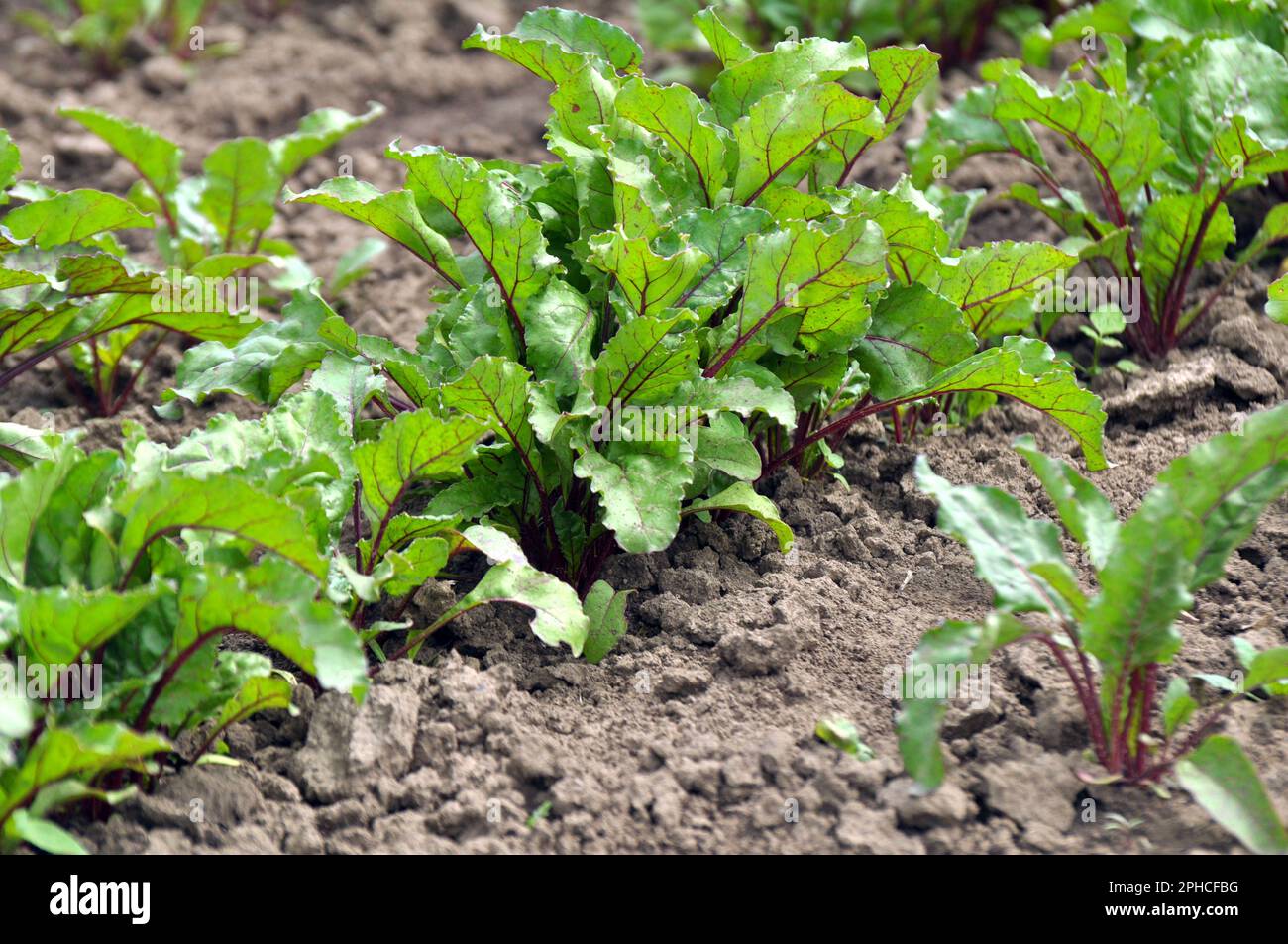 The red beet grows in open organic soil Stock Photo Alamy