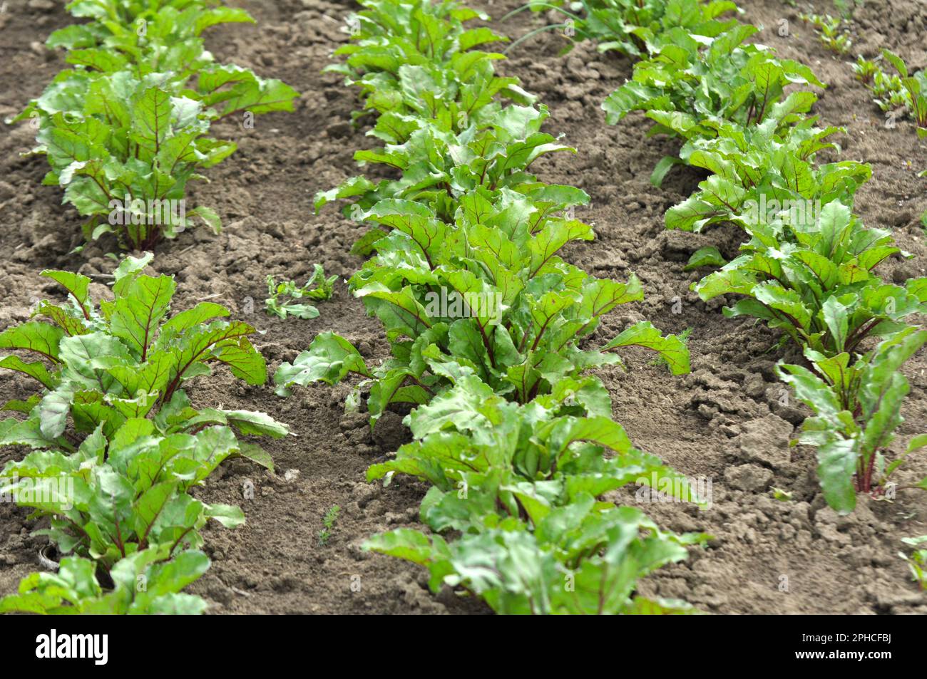 The red beet grows in open organic soil Stock Photo