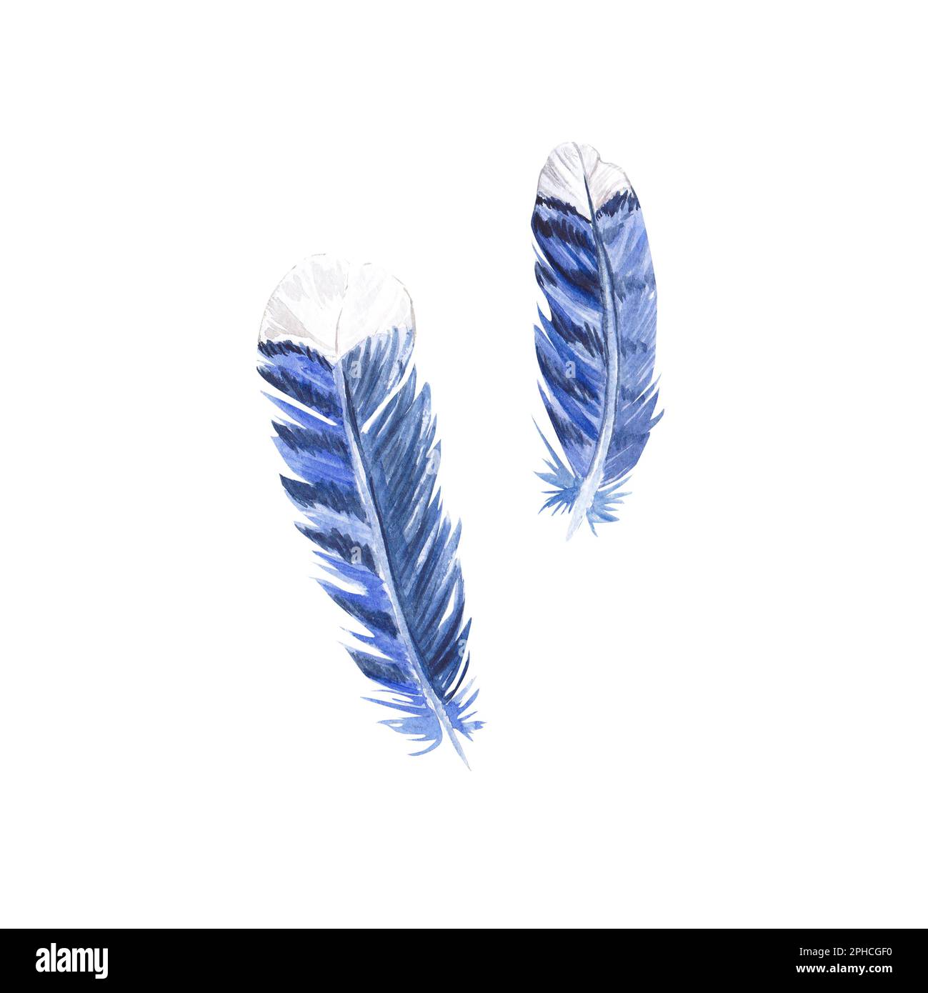 A set of watercolor bird feathers. Blue jay feathers, plumage ...