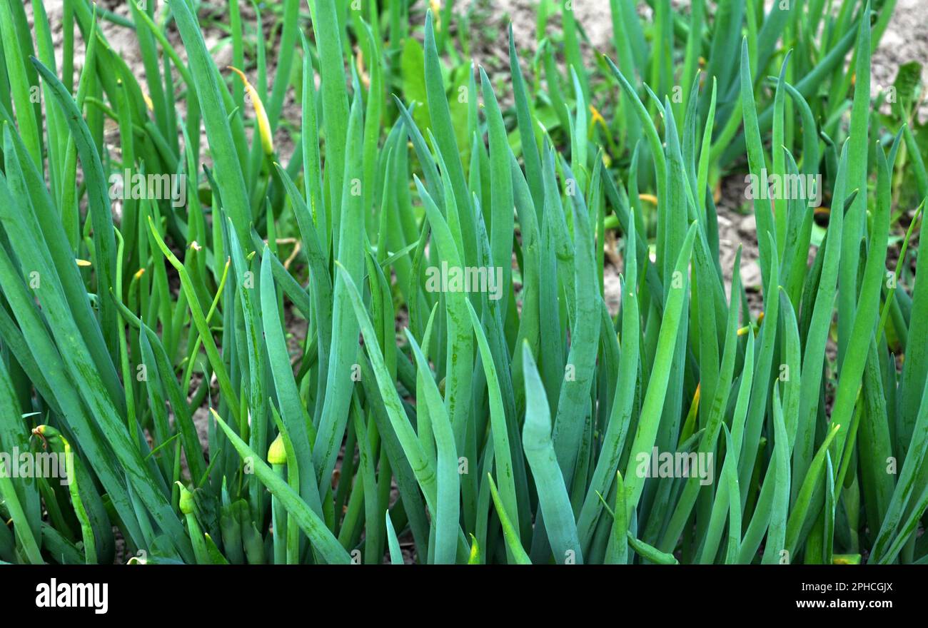Green onions in soil hi-res stock photography and images - Alamy