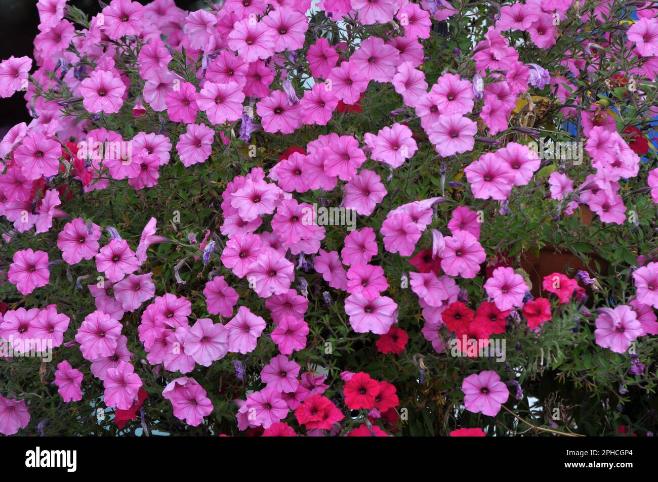 Surfinia blooms in the flower garden in the garden Stock Photo Alamy