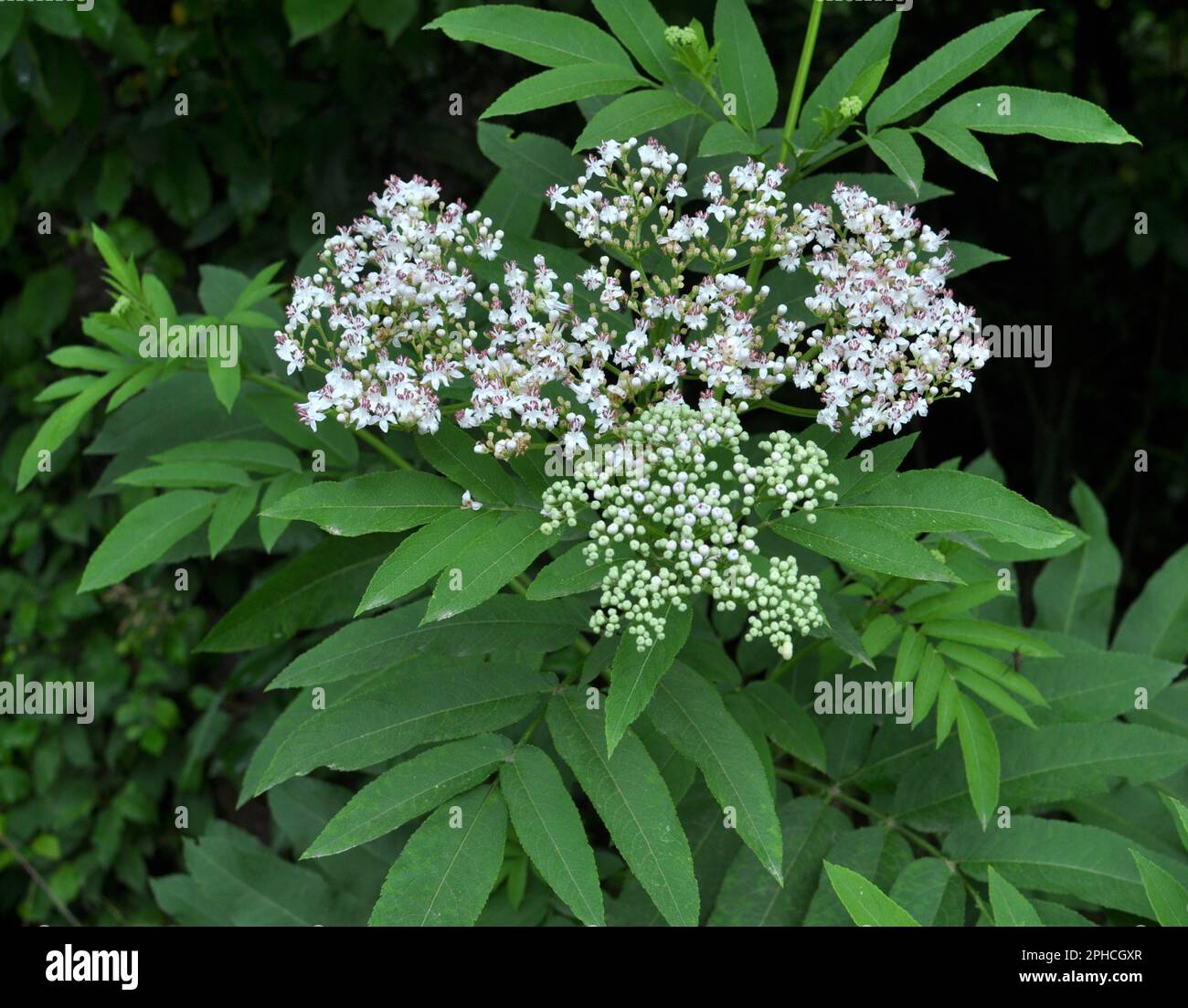 In the wild, elderberry herbaceous (Sambucus ebulus) blooms in summer Stock Photo