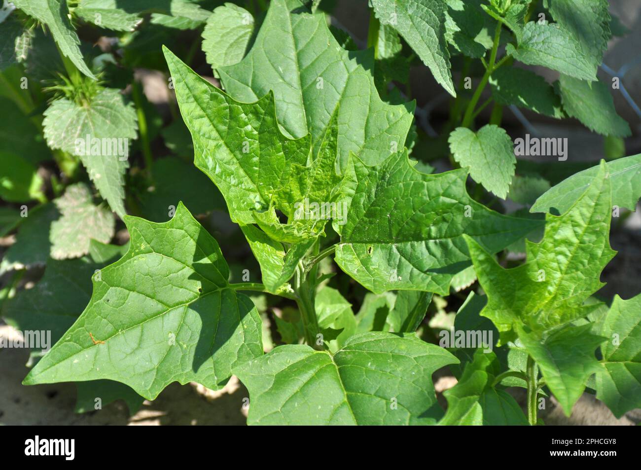 In nature, the field grows a chenopodium hybridum (Chenopodiastrum hybridum) Stock Photo