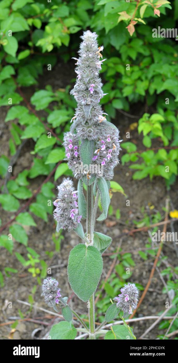 Stachys germanica grows among the herbs in the wild Stock Photo