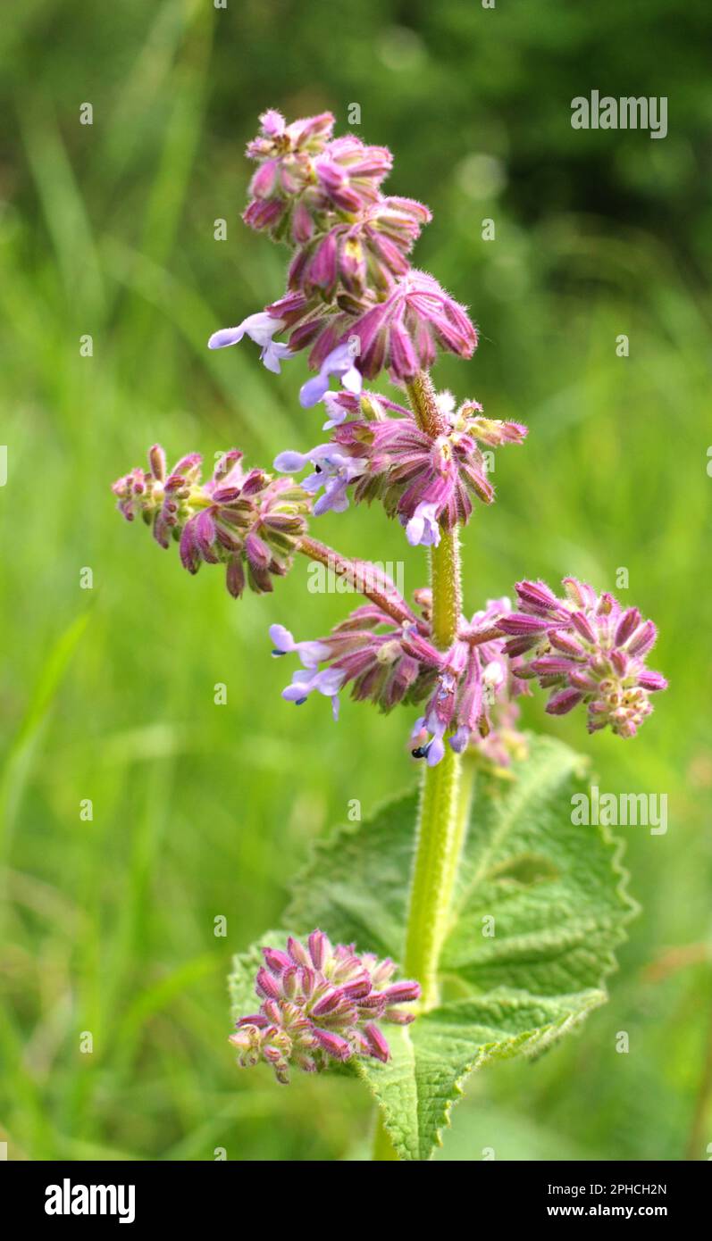 In the wild, it blooms among grasses Salvia verticillata Stock Photo