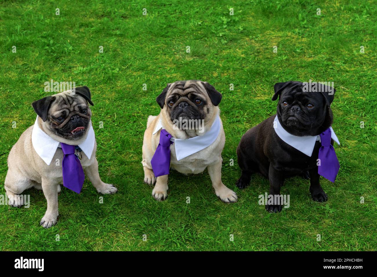 3 cute mops dogs on gras field dressed up in tie . Stock Photo