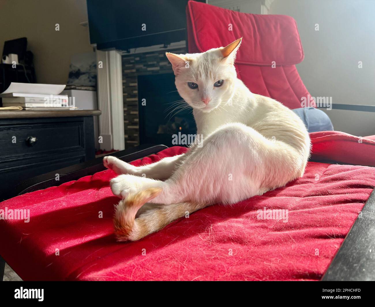 Mitzie the flamepoint Siamese Stock Photo