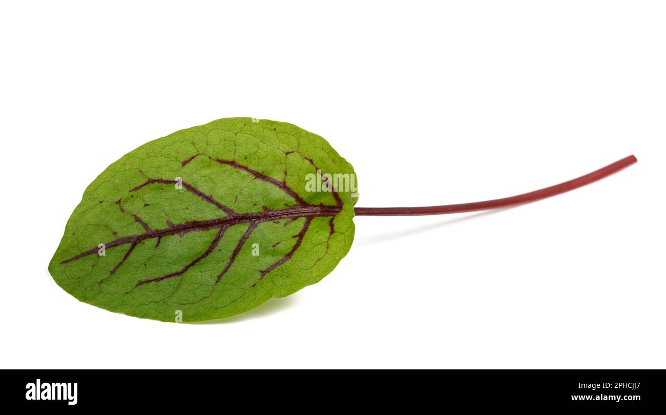 Red veined sorrel leaf isolated on white Stock Photo