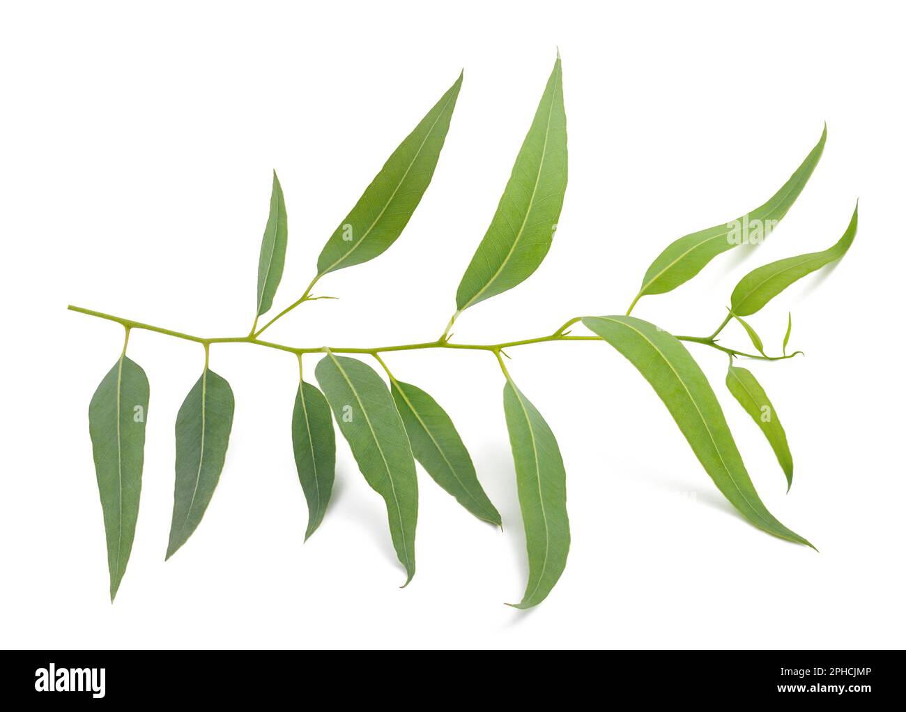 Eucalyptus branch with leaves isolated on white Stock Photo Alamy