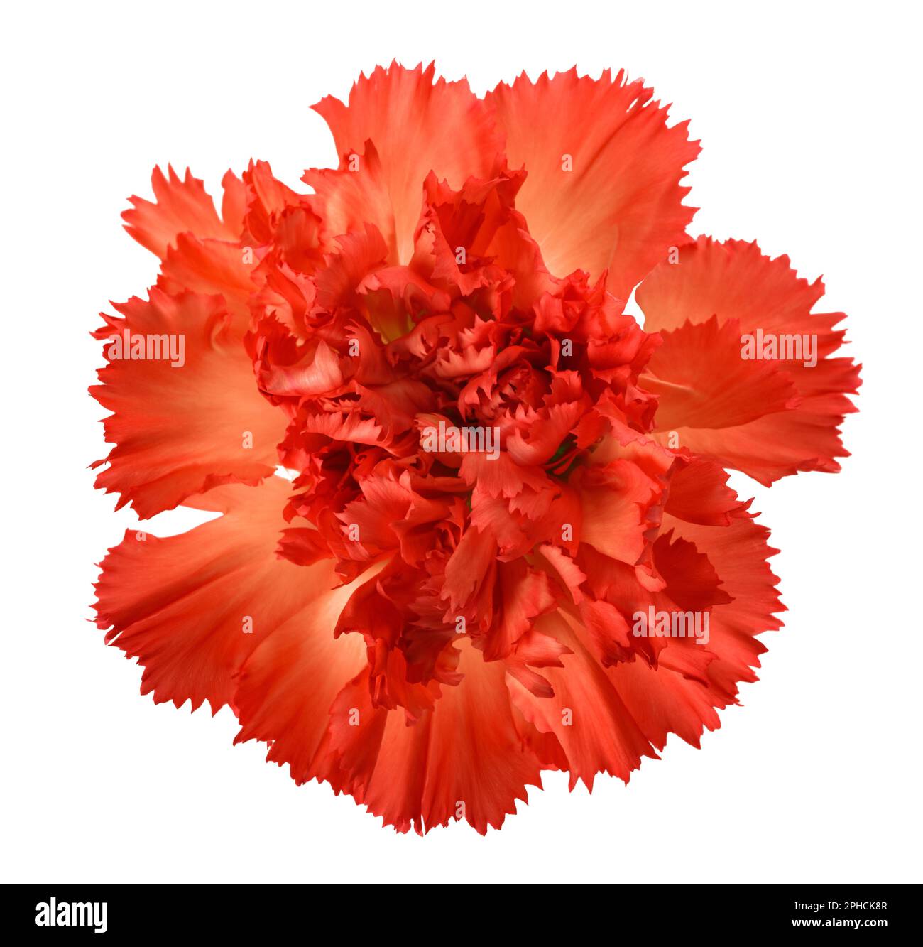 Carnations flower isolated on white background Stock Photo Alamy