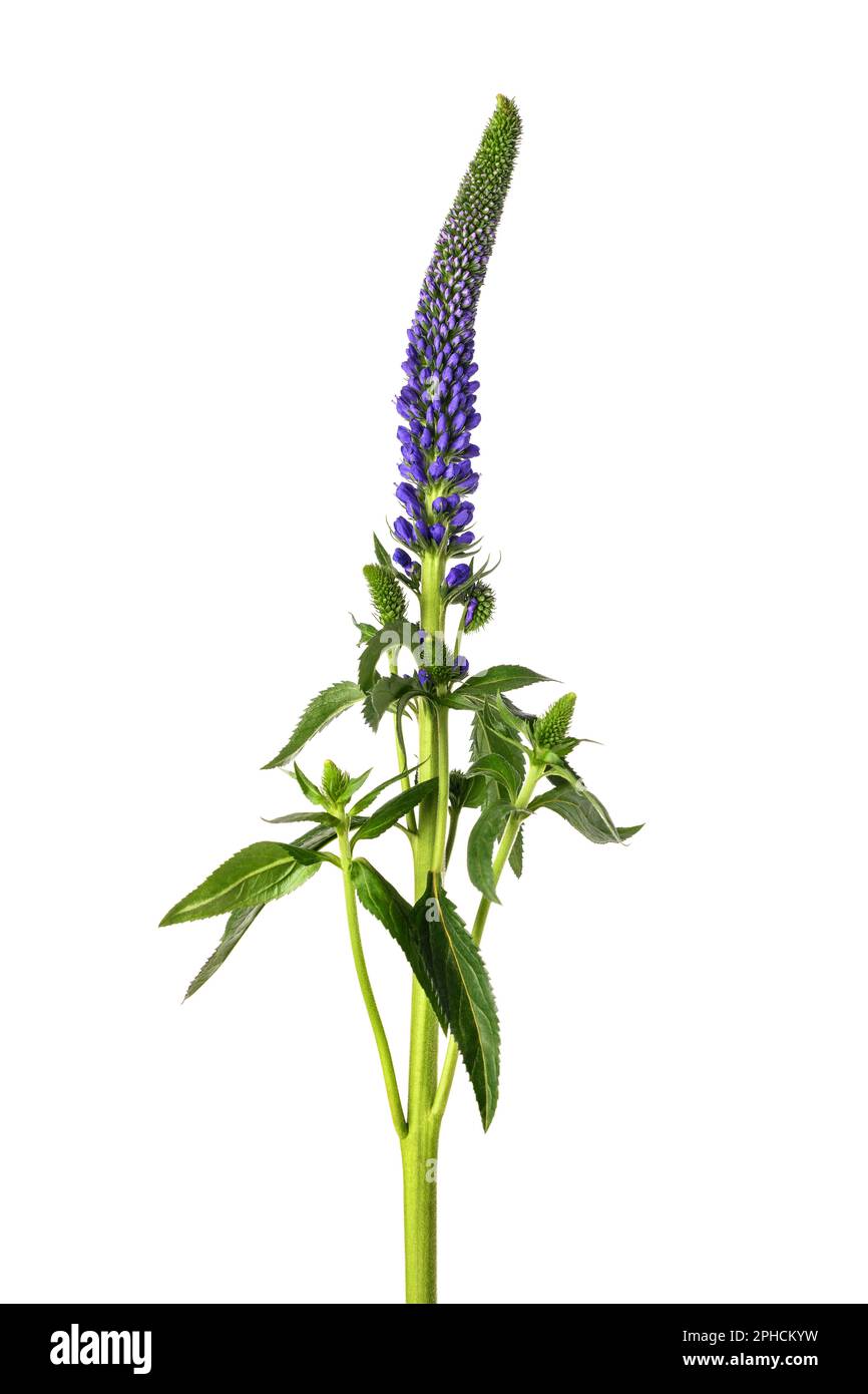 Spiked Speedwell flower isolated on white background Stock Photo