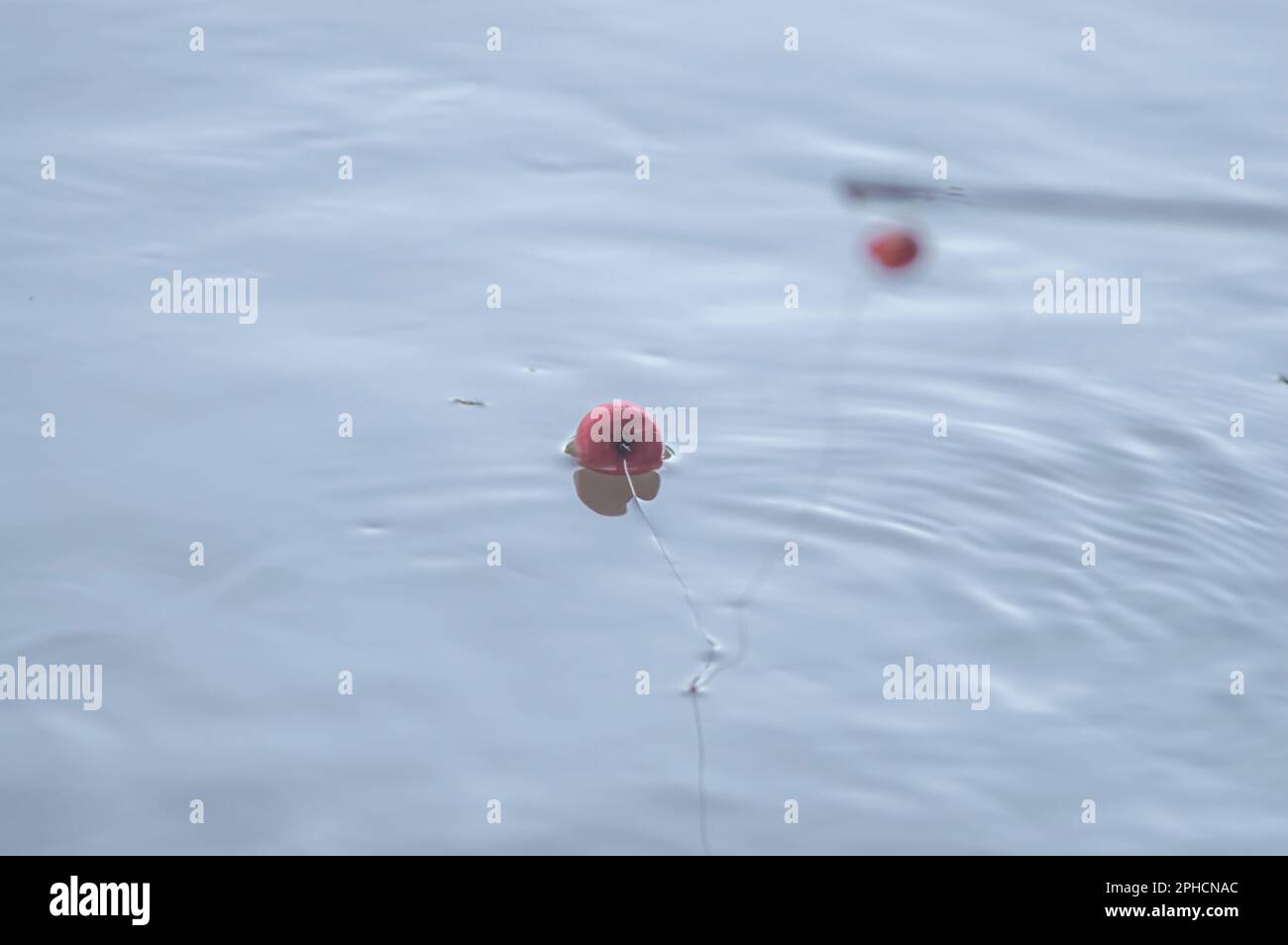 Concept of fishing with fishing buoy in the water with line, natural light  Stock Photo - Alamy