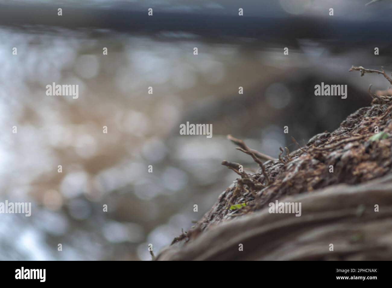 Root Down Riverside Riverside ravine with blurred bottom, texture of. root and roots Stock ...