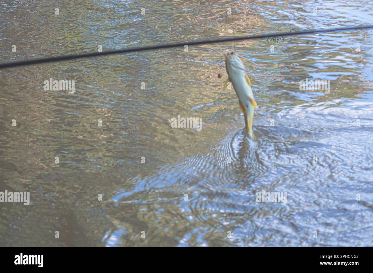 Catfish underwater lake hi-res stock photography and images - Alamy