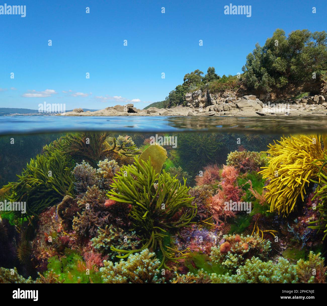 Coastline and various colorful algae underwater in the ocean, Atlantic coast of Spain in Galicia, split level view over and under water surface Stock Photo