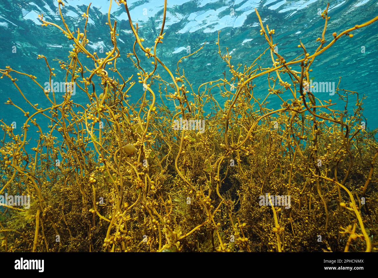 Japanese wireweed seaweed underwater in the ocean, Sargassum muticum alga, eastern Atlantic, Spain Stock Photo