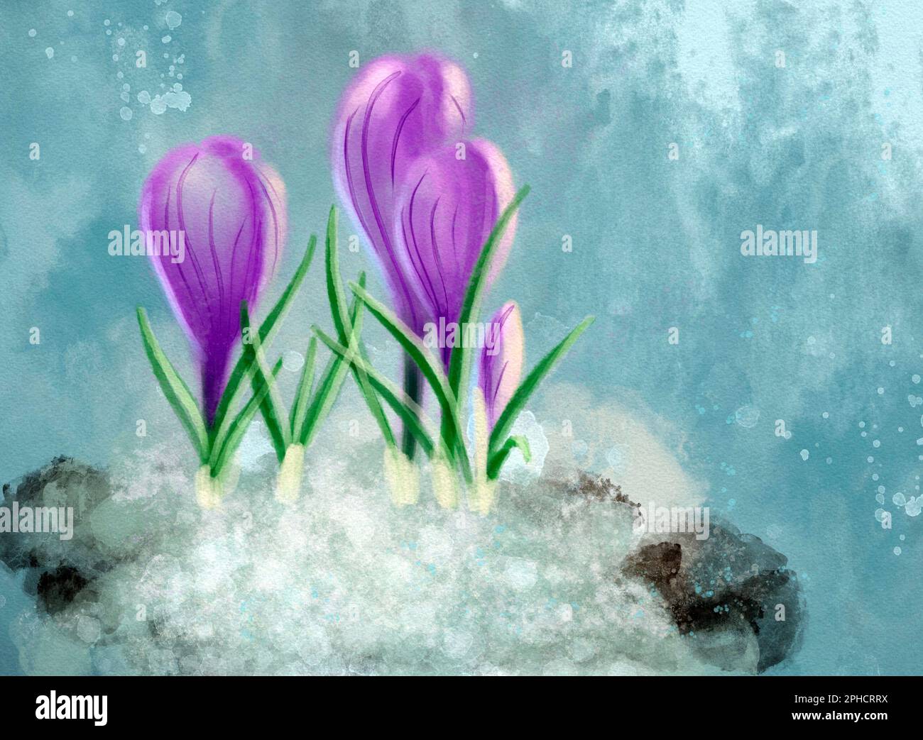 Digital illustration - a group of crocus flowers growing through snow; early spring cheerful and bright flowers Stock Photo