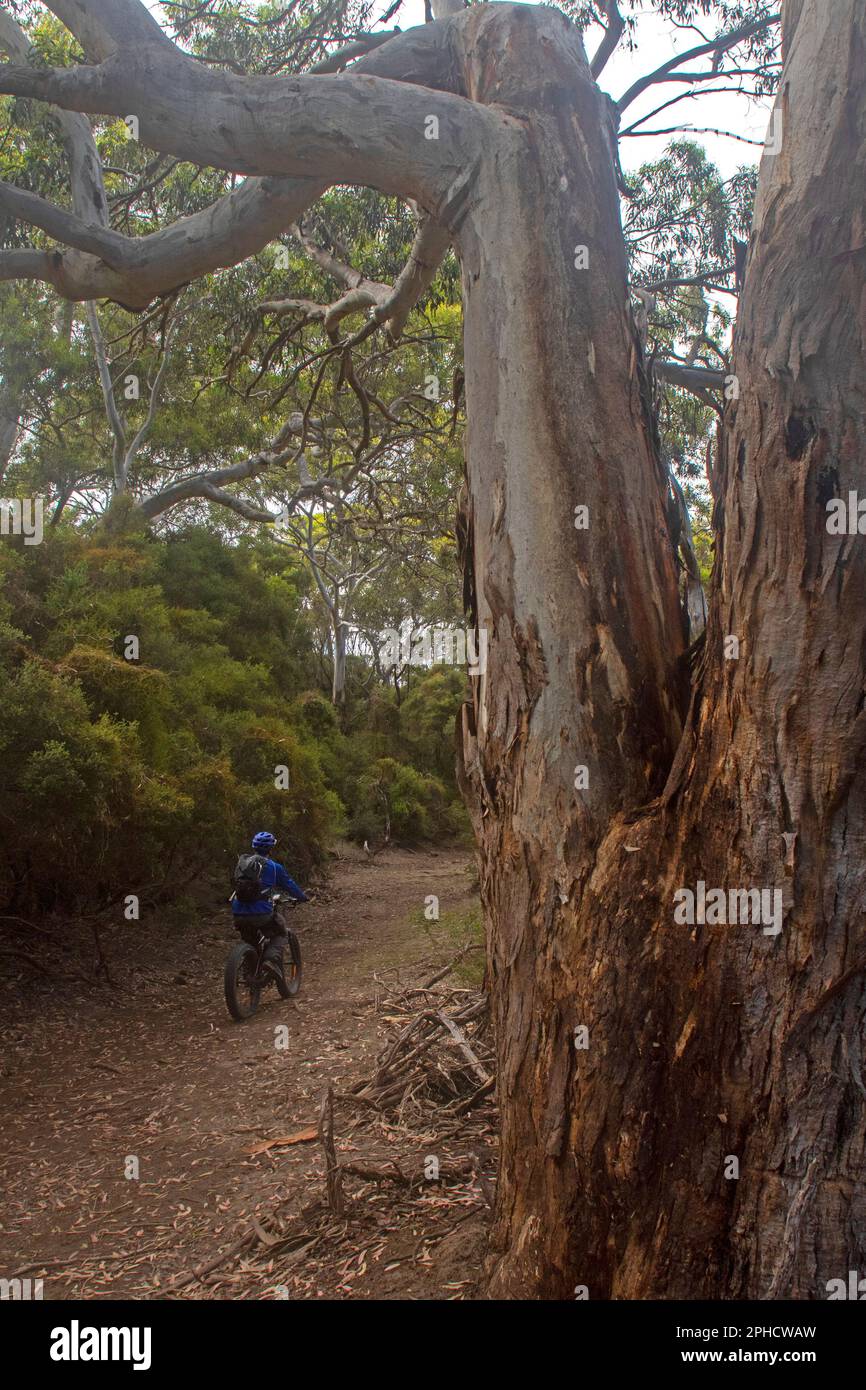Fat biking through bush at Little Sahara, Kangaroo Island Stock Photo