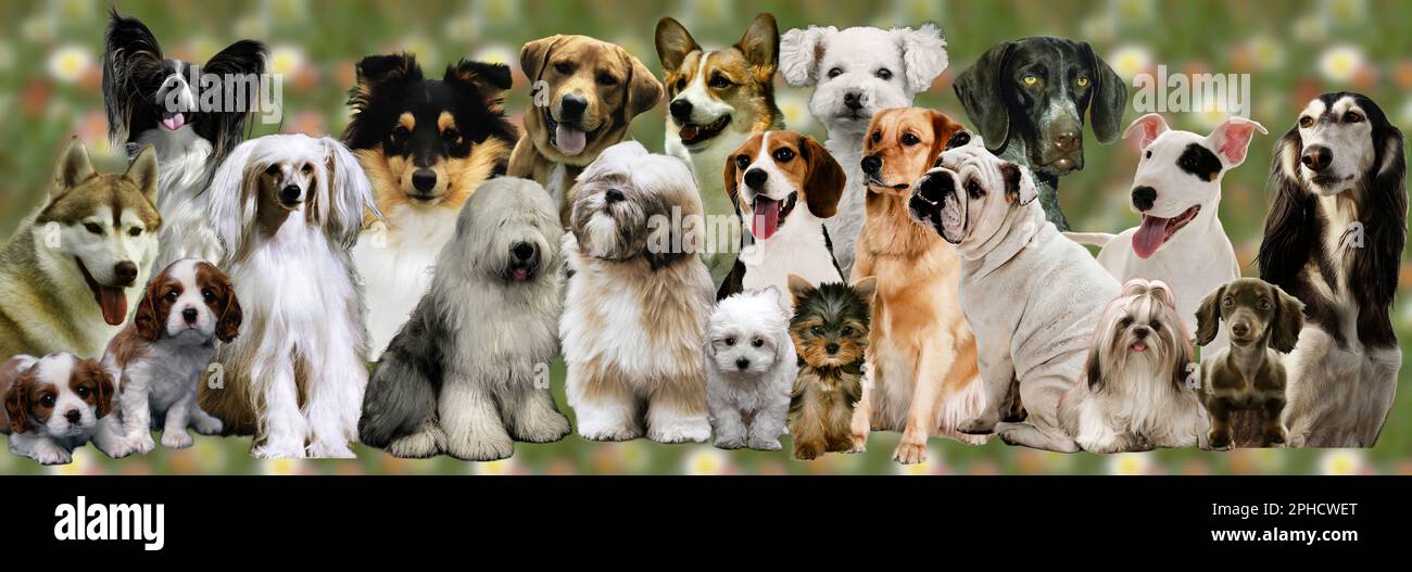 A large composition made up of cute and adorable dogs of various breeds and sizes Stock Photo