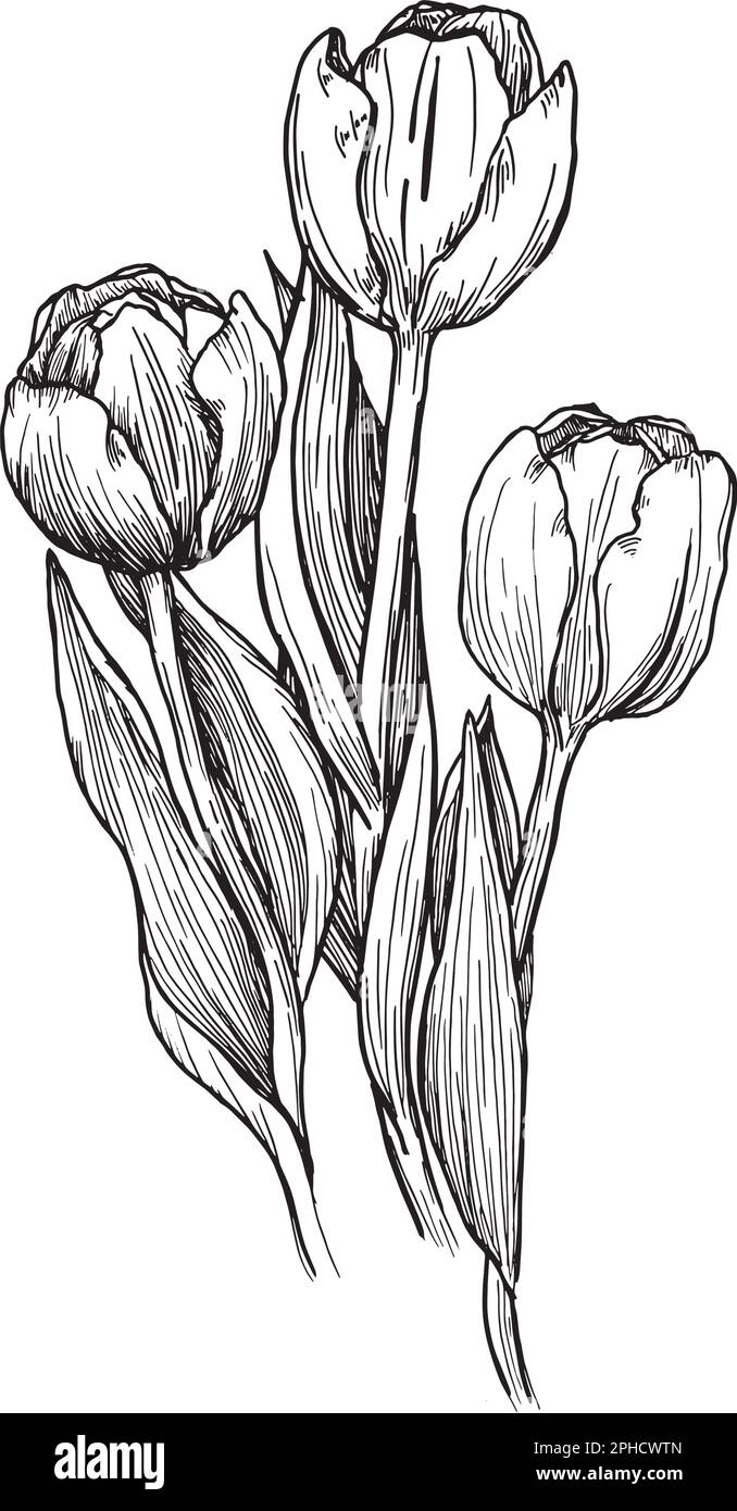 Outline tulip. line art hand drawn flowers. Tulips floral illustration ...
