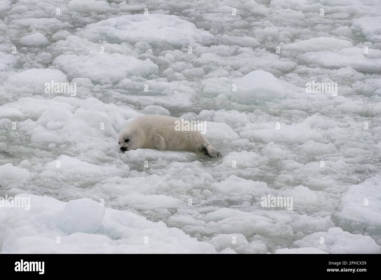 A small baby white coat harp seal or harbor seal floating on white snow and slop ice. The wild gray seal has long whiskers, a sad face, light-colored fur Stock Photo