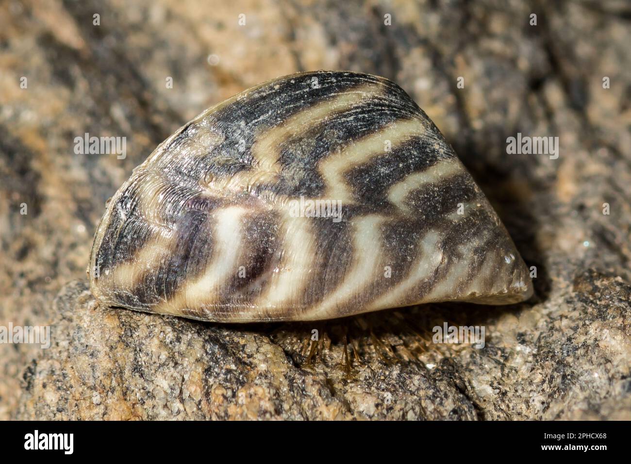 Zebra Mussel - Dreissena polymorpha Stock Photo