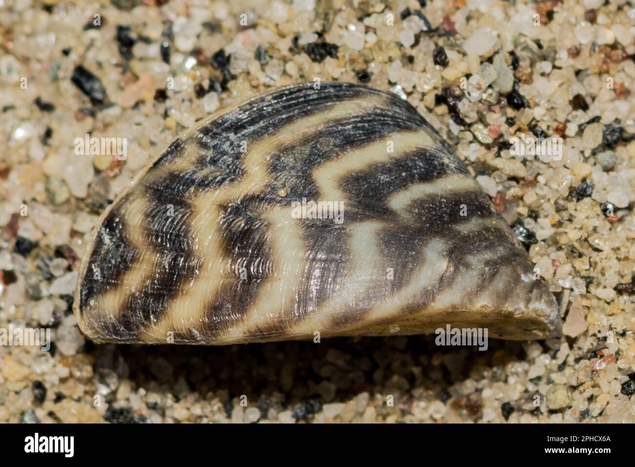 Zebra Mussel - Dreissena Polymorpha Stock Photo - Alamy