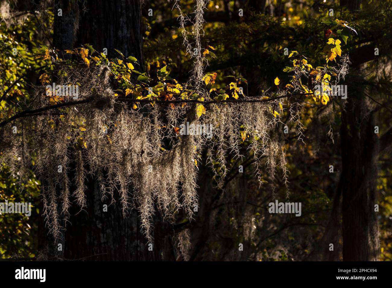 Spanish moss hangs from a tree branch at Blakeley State Park near Spanish Fort, Alabama, on Nov