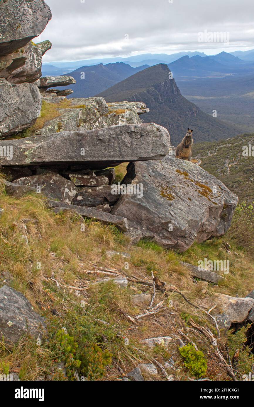 Wallaby on the summit of Mt Abrupt, Grampians (Gariwerd) National Park Stock Photo