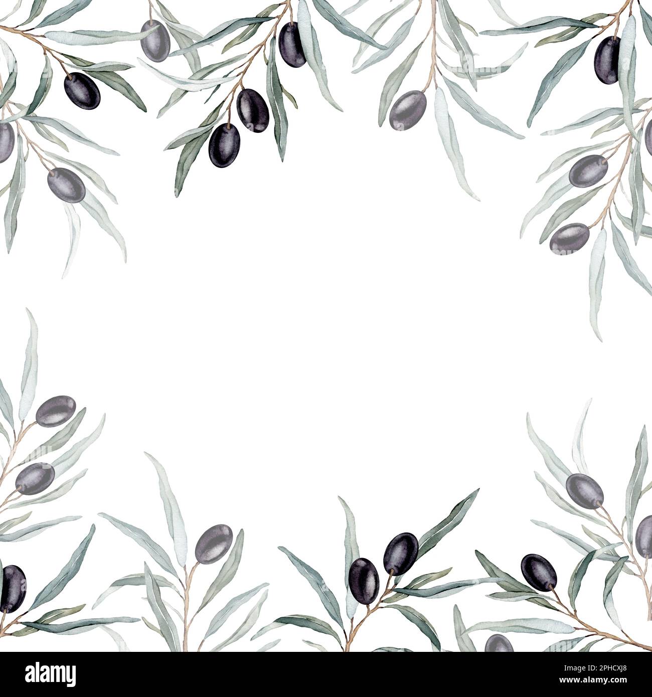 Watercolor banner with black olive leaves branches.Watercolor olive in