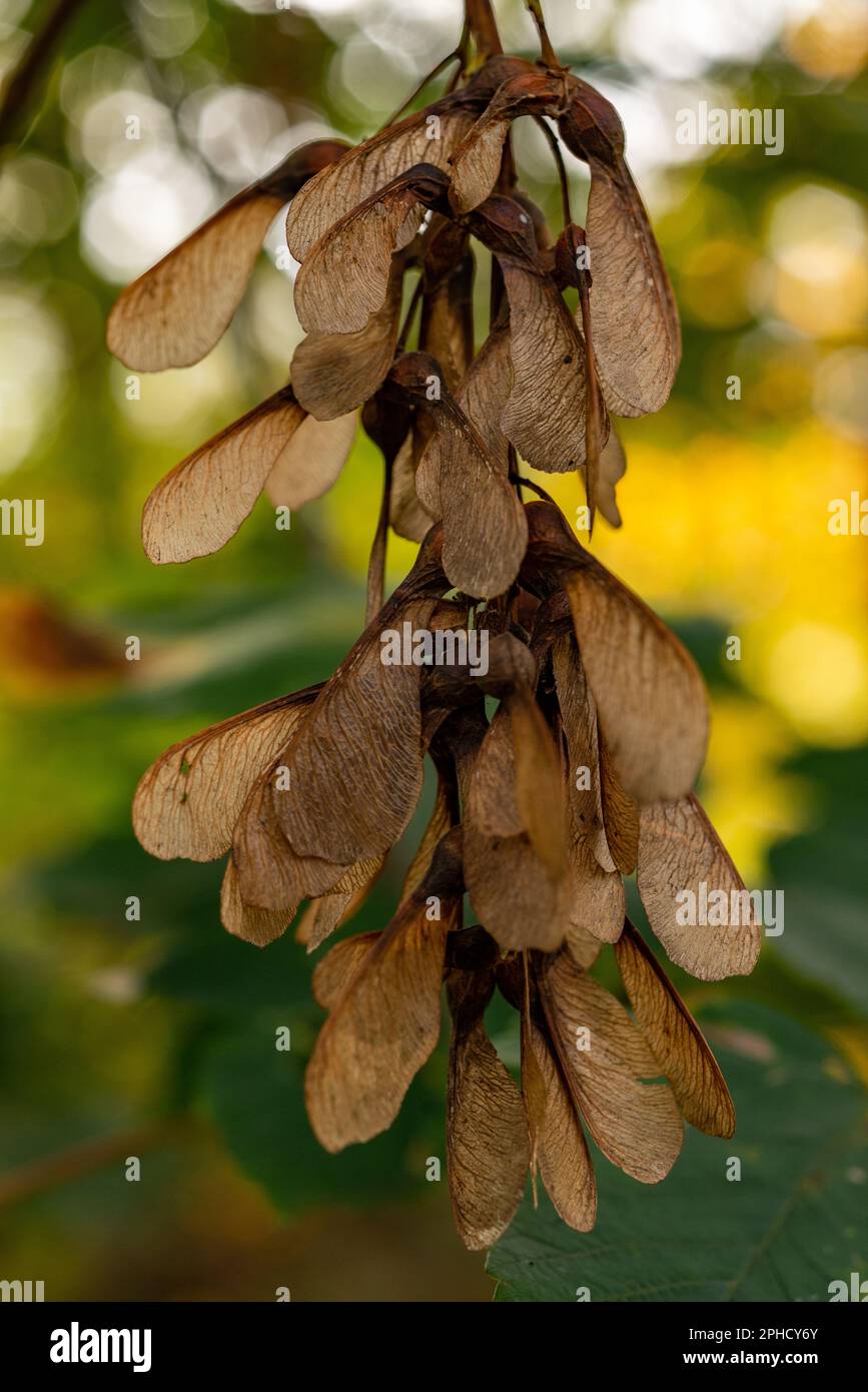 Maple Tree Seeds Falling