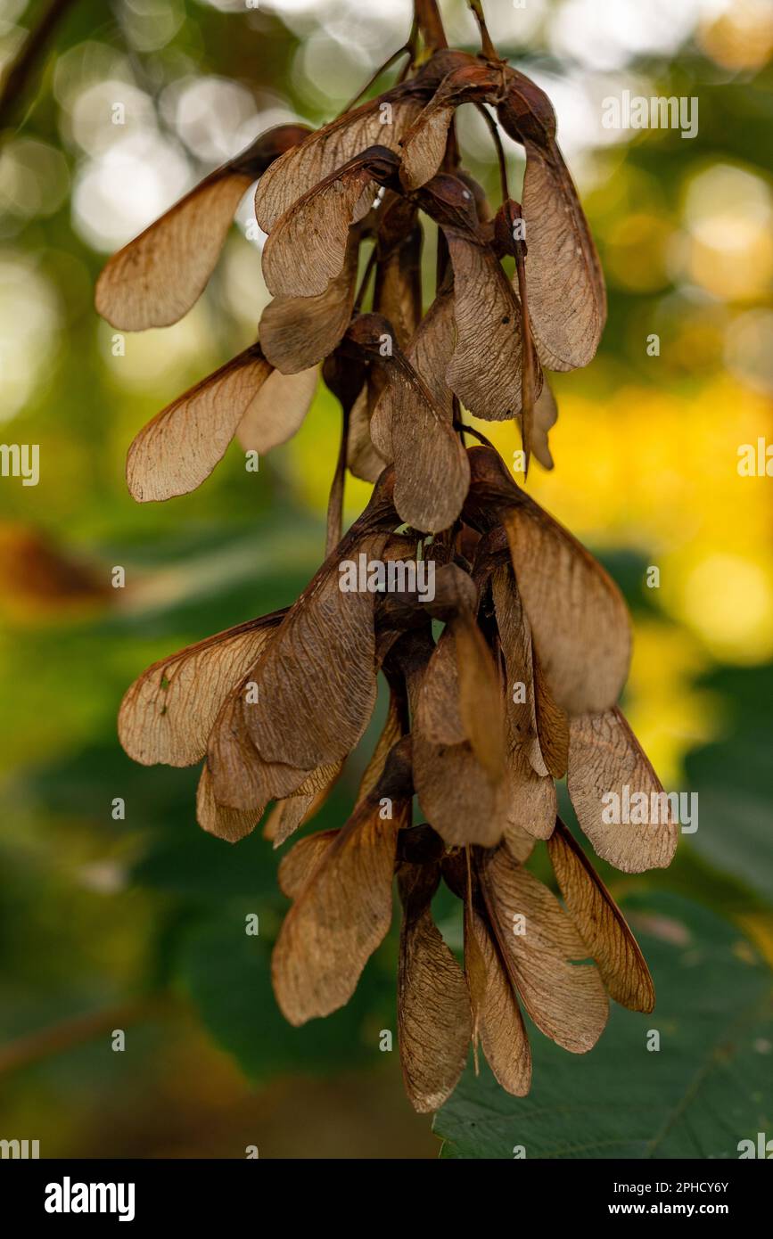 The dry fruits of a sycamore maple tree in the Grunewald forest of Berlin before falling and flying off in the autumn wind and spreading their seeds Stock Photo