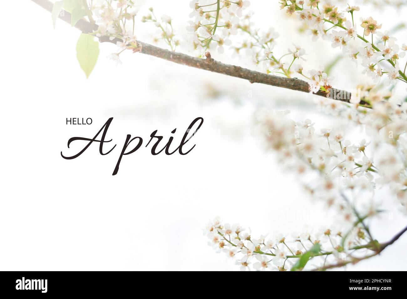 Symbols of spring mood - branches of Prunus padus, bird cherry, hackberry, hagberry, or Mayday treeand the inscription 'Hello April' on a white backgr Stock Photo