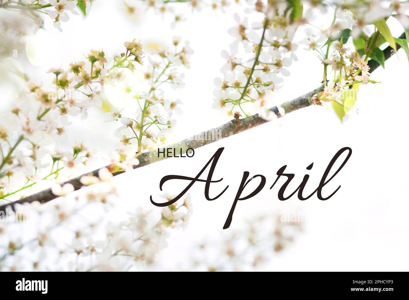 Congratulations on your April mood! Branches of wild Prunus padus, bird cherry, hackberry, hagberry, or Mayday tree and text Hello april Stock Photo