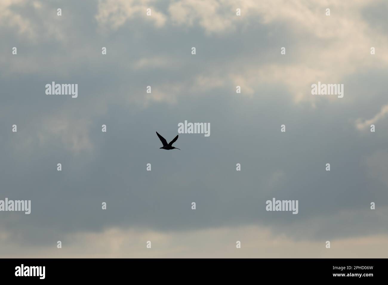A curlew (Numenius arquata) flies across a cloudy sky in Dobcross, Oldham, UK Stock Photo