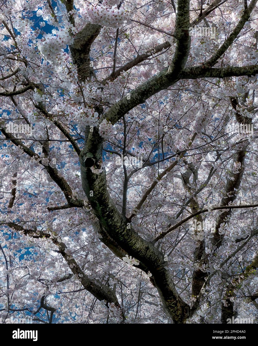a vertical detail image of cherry blossom in the Piedmont of North Carolina Stock Photo Alamy