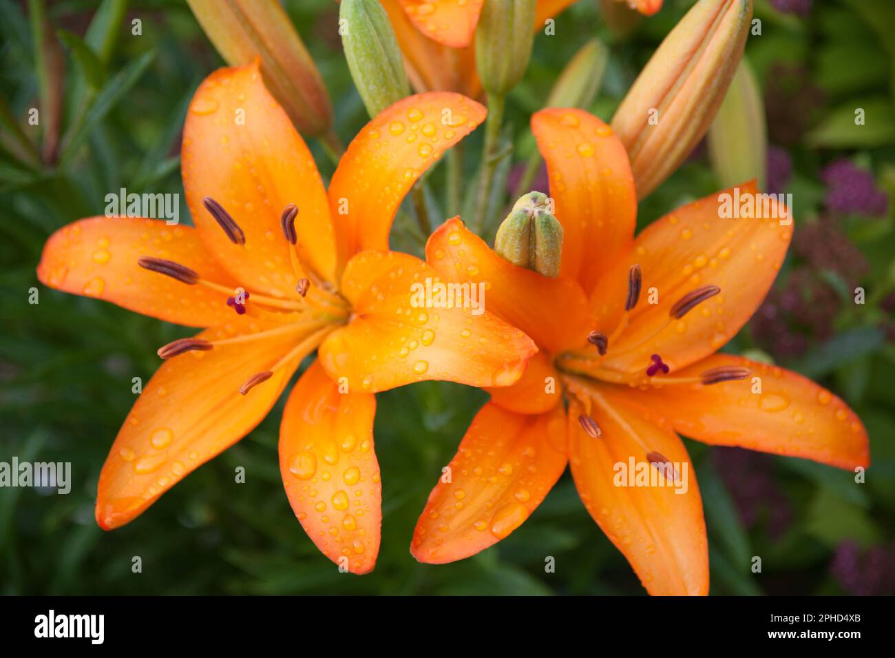 Orange Ton Asiatic Lilies with dew from a summer morning Stock Photo