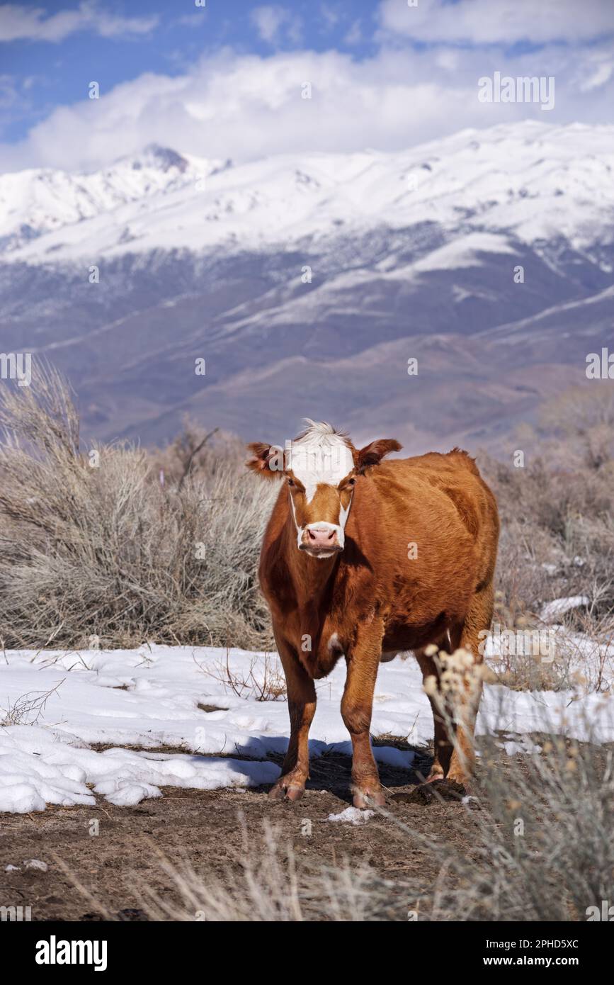 brown cow in the Owens Valley of California with snow and White Mountain in the background Stock Photo