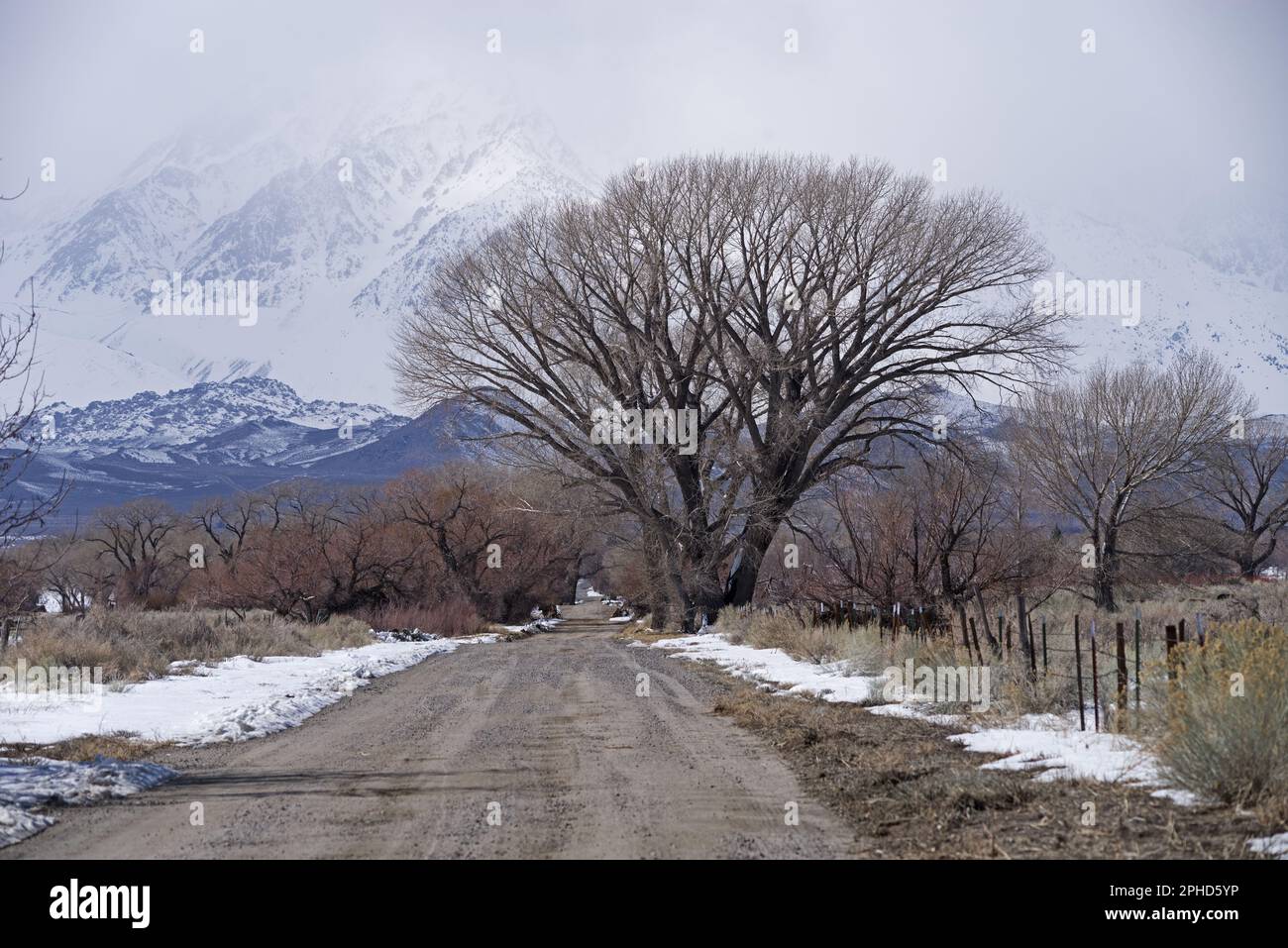Owens Valley country road in the winter leading past bare trees up towards snowy mountains Stock Photo