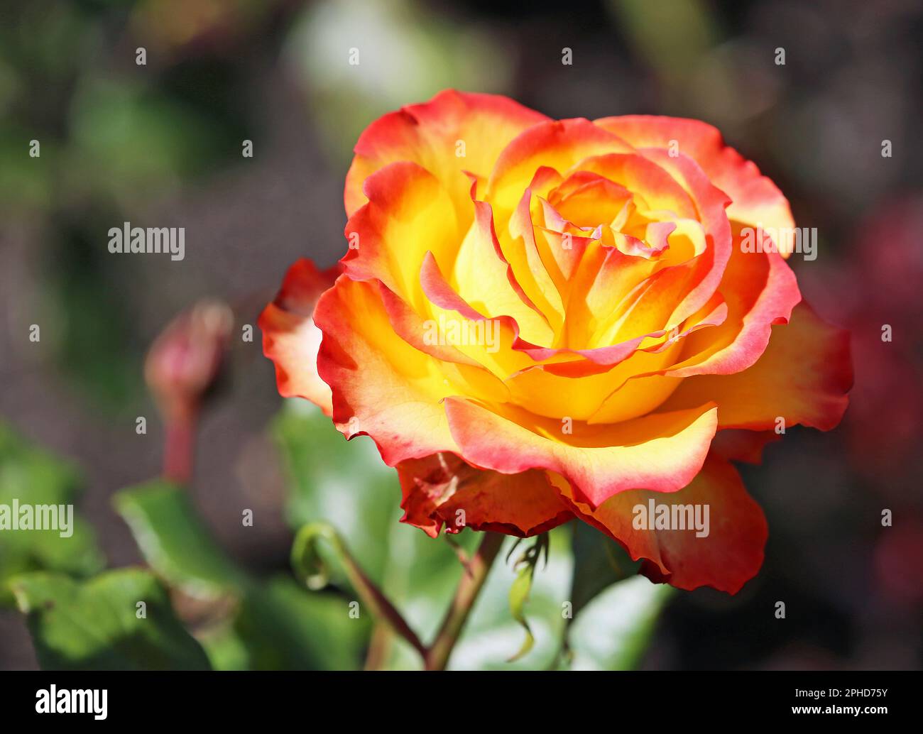 Red yellow Rose Stock Photo Alamy