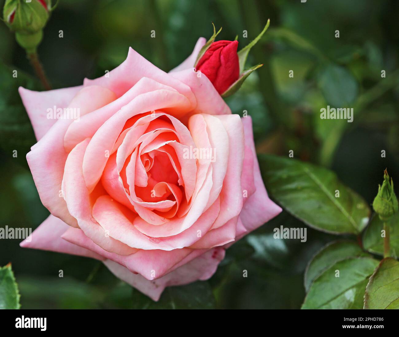 Pink Rose with red bud Stock Photo - Alamy