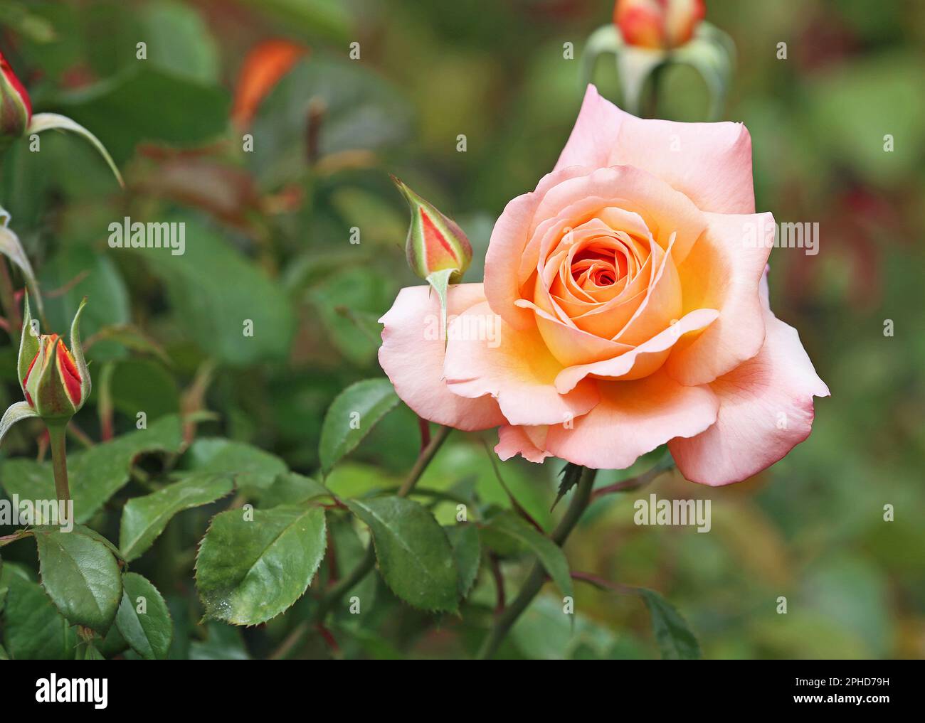Delicate rose flower hi-res stock photography and images - Alamy
