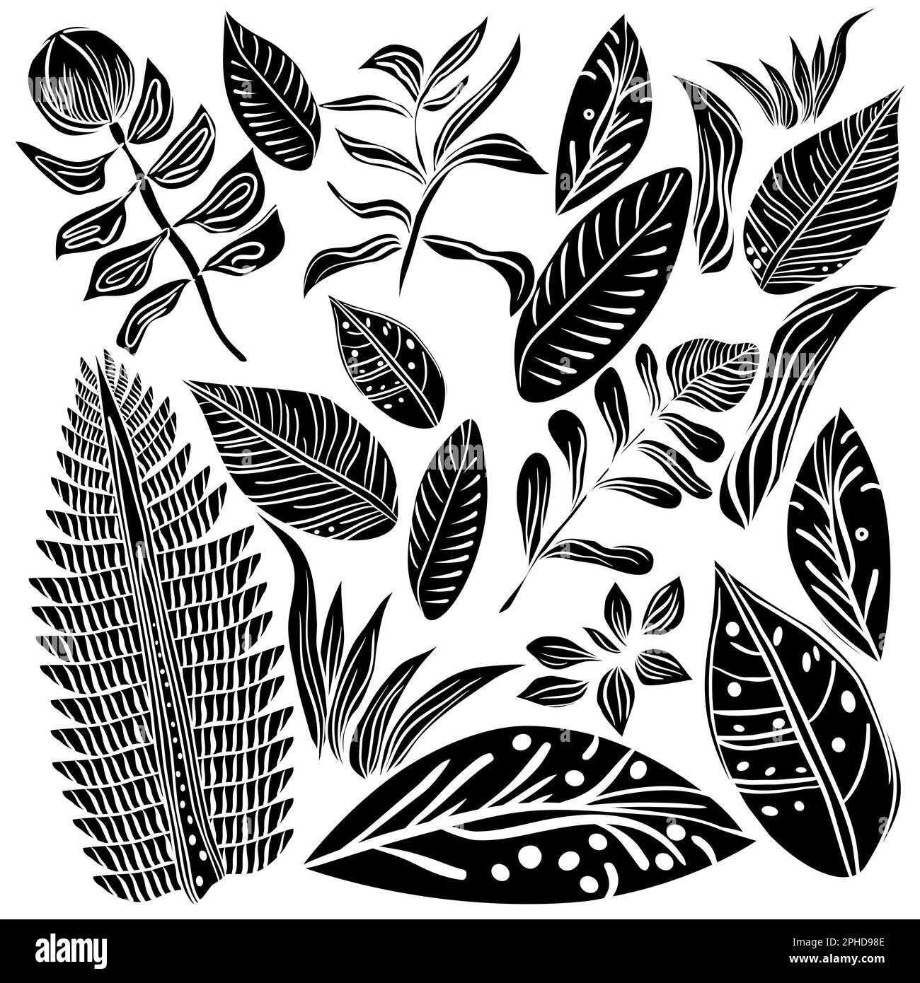 Tropical leaves and flowers vector set in doodle technique Stock Vector Image & Art Alamy
