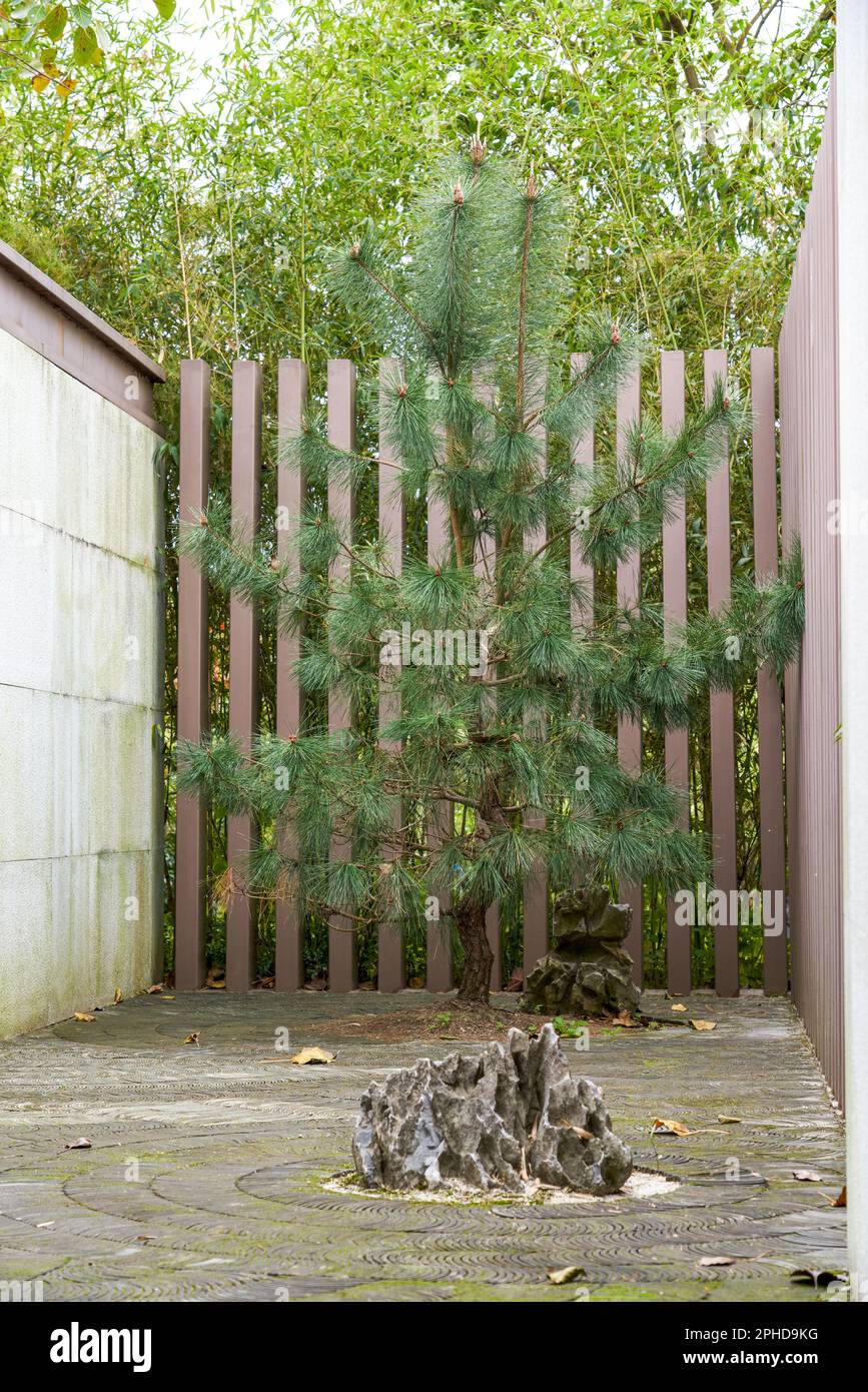 Close-up of pine trees planted in a Chinese garden Stock Photo